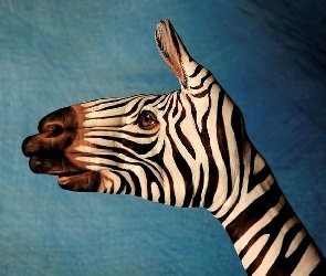 Zebra, Bodypaint