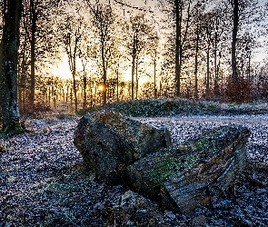 Wschód słońca, Las, Droga, Szron, Kłody, Drzewa