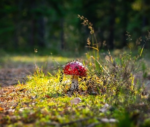 Muchomor, Światło, Rośliny, Ściółka, Grzyb