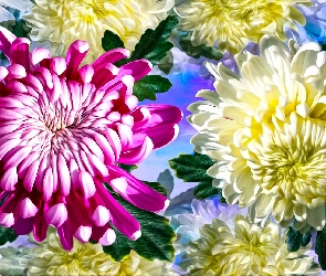 Różowa, Grafika, Chryzantema, Biała, Kwiaty