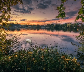 Park, Jezioro, Chmury, Łabędź, Zachód słońca, Drzewa