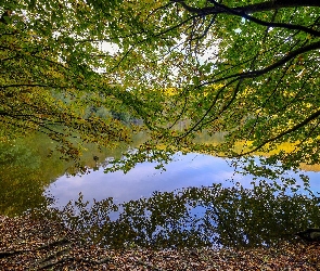 Jezioro, Gałęzie, Drzewa