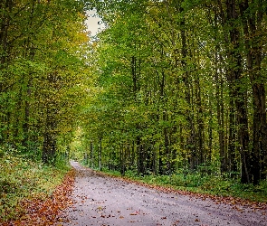 Drzewa, Liście, Rośliny, Droga, Las