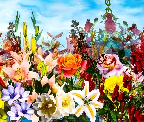 Grafika, Lilie, Kwiaty, Róże