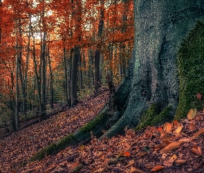 Liście, Pień, Las, Jesień, Drzewa, Omszały