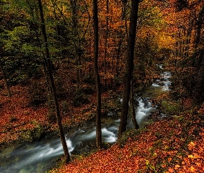 Las, Liście, Rzeka, Jesień, Drzewa