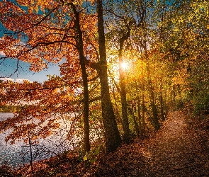 Drzewa, Wschód słońca, Ścieżka, Jesień, Jezioro