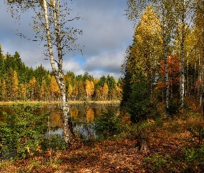 Jesień, Jezioro, Liście, Brzozy, Opadłe, Drzewa