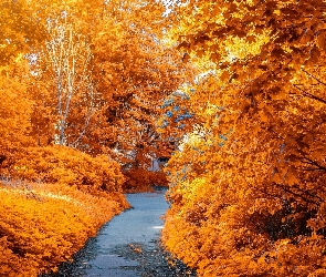 Żółte, Ścieżka, Jesień, Drzewa
