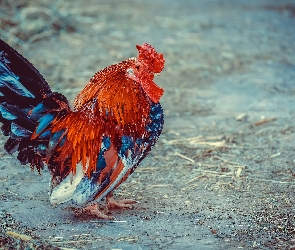 Barwne, Pióra, Kogut