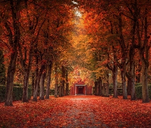 Aleja, Liście, Jesień, Drzewa, Park