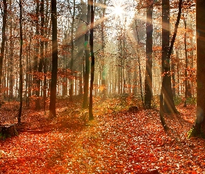 Jesień, Promienie słońca, Liściasty, Drzewa, Las