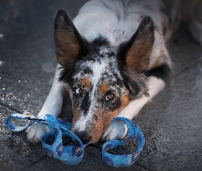 Pies, Smycz, Mordka, Border collie, Leżący