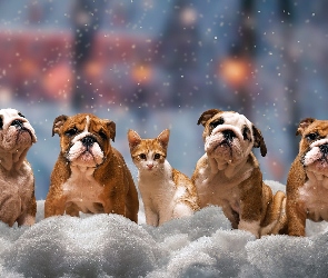 Śnieg, Zima, Psy, Cztery, Buldogi angielskie, Kot