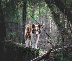 Pies, Murek, Brązowo-biały, Drzewa, Border collie