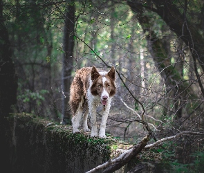 Border collie, Murek, Drzewa, Brązowo-biały, Pies