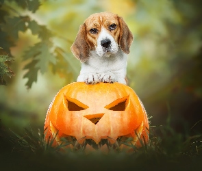 Pies, Halloween, Dynia, Beagle