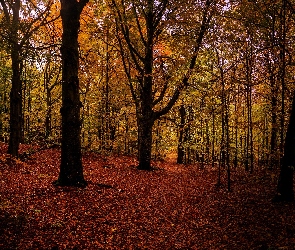 Las, Jesień, Opadłe, Liście, Drzewa