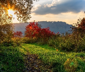 Jesień, Promienie słońca, Krzewy, Trawa, Drzewa