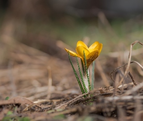 Krokus, Rozmyte tło, Żółty