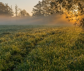 Łąka, Poranek, Drzewa, Mgła, Trawa