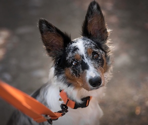 Border collie, Smycz, Pomarańczowa, Mordka, Pies