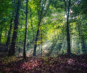 Stany Zjednoczone, Stan Michigan, Las, Rezerwat przyrody w Leland, Drzewa, Przebijające światło