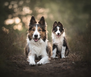 Dwa, Szczeniak, Border collie, Psy