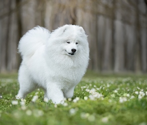 Samojed, Łąka, Pies