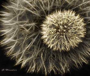 Dmuchawce, Fractalius
