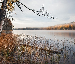 Jezioro, Drzewa, Jesień, Poranek, Mgła, Brzozy