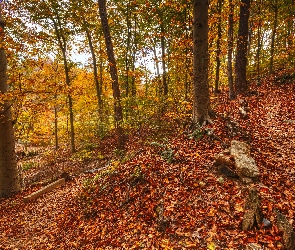 Drzewa, Liście, Jesień, Opadłe, Las