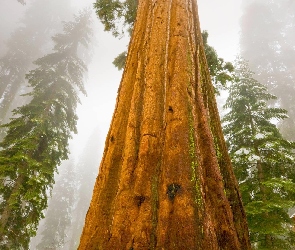 Sekwoja, Drzewo, Stany Zjednoczone, Park Narodowy Sekwoi, Stan Kalifornia, Mgła