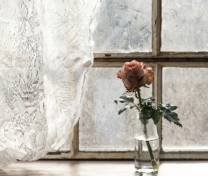 Okno, Róża, Firanka