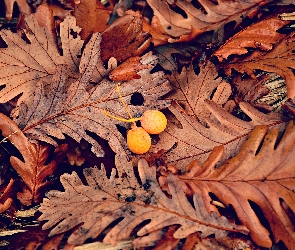 Jagody, Dębu, Jesień, Liście