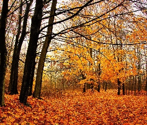 Drzewa, Liście, Opadłe, Las, Jesień