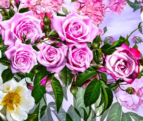 Kwiaty, Grafika, Różowe, Róże, Dzika róża