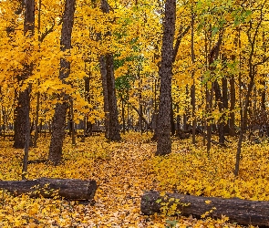 Drzewa, Jesień, Liście, Pożółkłe, Las