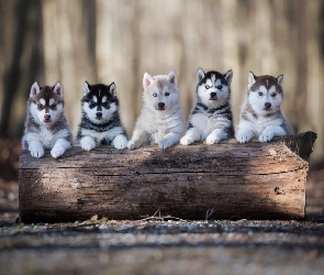 Szczeniaki, Kłoda, Siberian husky