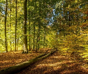 Jesień, Pień, Las, Drzewa, Droga, Przewrócony