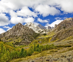 Stany Zjednoczone, Stan Kalifornia, Drzewa, Góry Sierra Nevada, Miejsce McGee Creek, Hrabstwo Mono