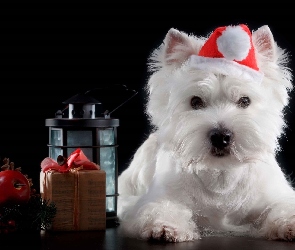 Lampion, Mikołaja, Pies, Prezent, Czapka, Biały, West Highland White Terrier