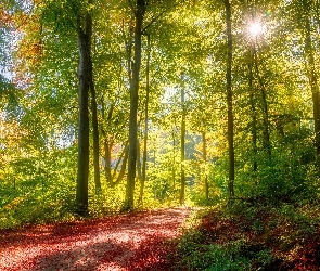 Promienie słońca, Drzewa, Las, Droga