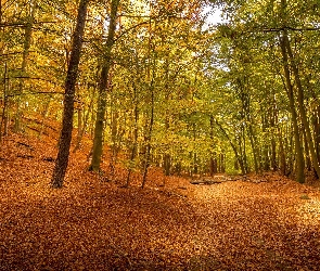 Las, Drzewa, Jesień, Opadłe, Liście, Liściaste