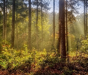 Rośliny, Przebijające światło, Las, Drzewa