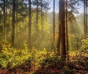 Las, Rośliny, Przebijające światło, Drzewa