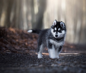 Droga, Las, Siberian husky, Szczeniak