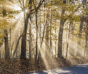 Drzewa, Przebijające światło, Jesień, Droga, Las