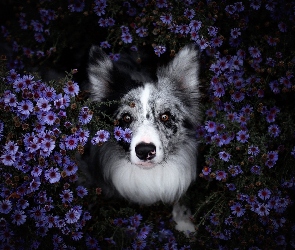 Pies, Astry marcinki, Kwiaty, Border collie