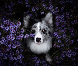 Astry marcinki, Kwiaty, Pies, Border collie